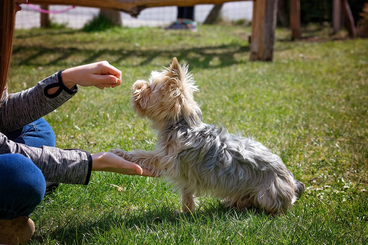 Basis Hundetraining