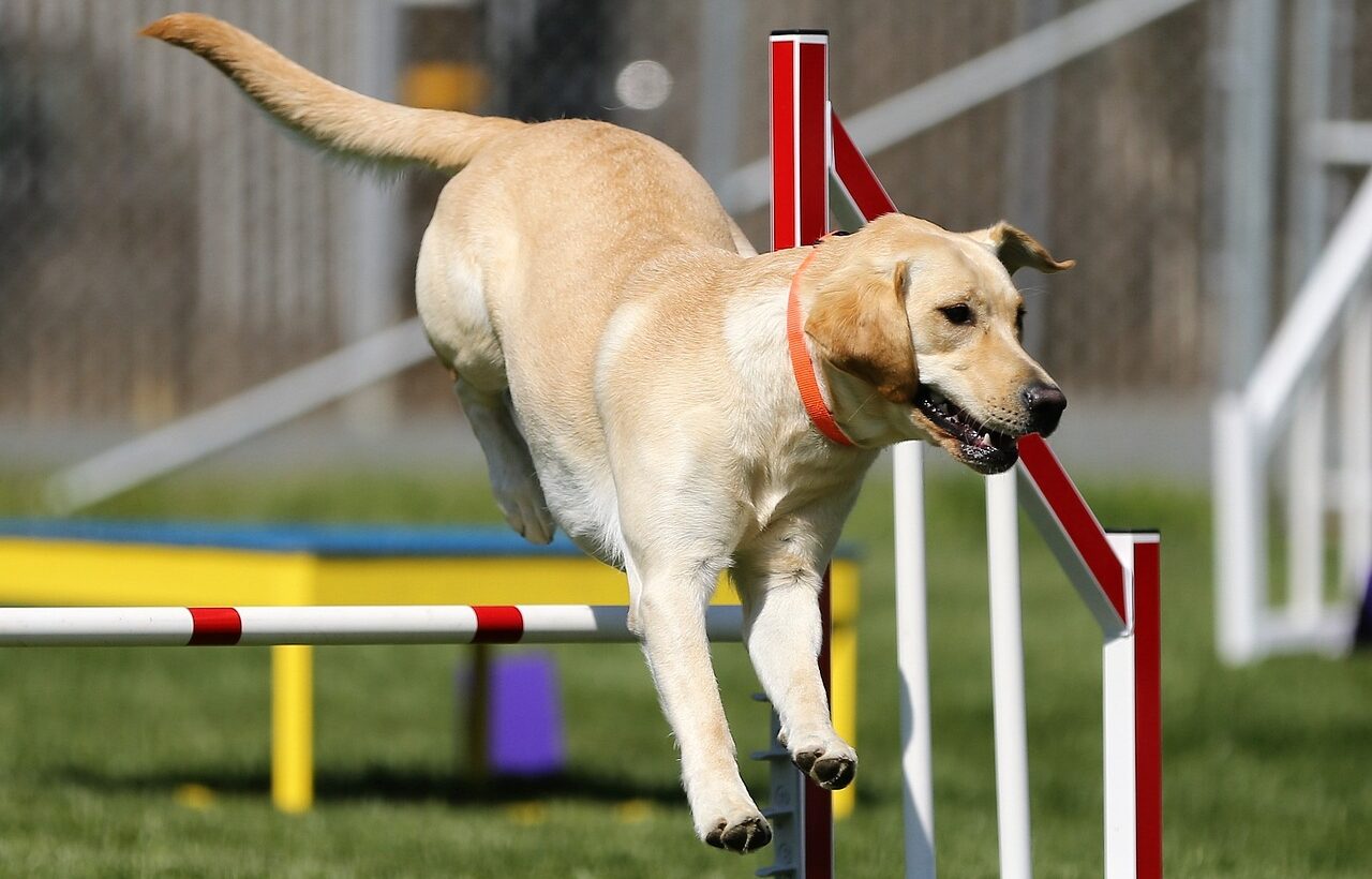 Agility Hundesport